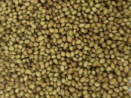 Coriander Seed