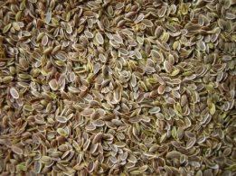 Dill Seed