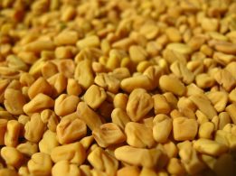 FENUGREEK SEED1