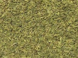 Fennel Seed